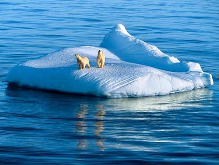 On Iceberg - on iceberg, cool, polar bears