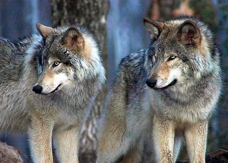 Wolves