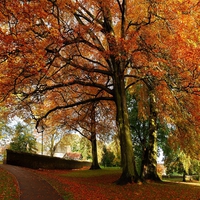 Autumn Tree