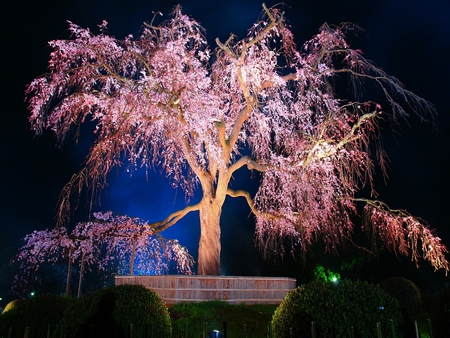 Shidarezakura Light Up - tree, shidarezakura