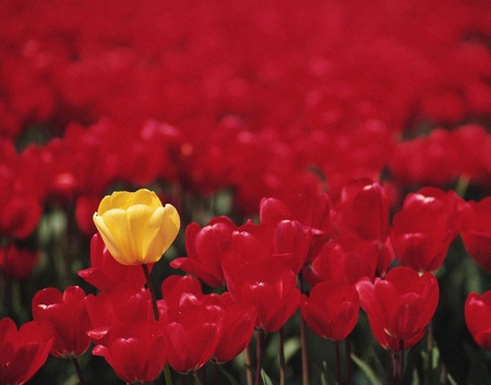 Reds and Yellow Roses - nice, love, roses, heart, bossom, rose, nature, amazing, cool, yellow, red, blue, beautiful, lovingly, awesome, flowers