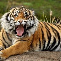 sumatran-tiger