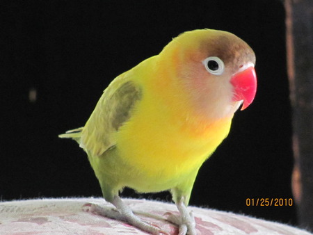 Fischer's lovebird - cute, fischers lovebird, bird