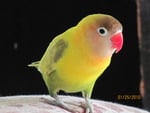 Fischer's lovebird