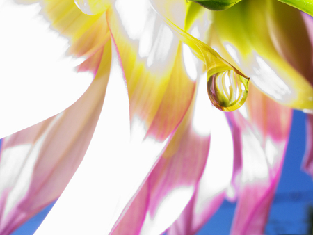 Dahlia - abstract, yellow pink and blue, dew drop, dahlia abstract, dahlia, petals