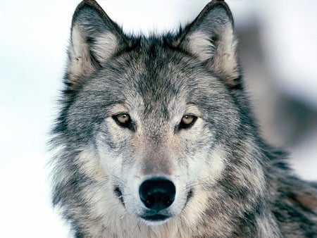 winter-wolf - wolves, kool, hot, animals