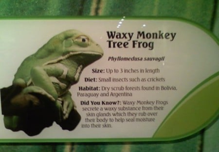 Wavy Monkey Tree Frog - frogs, wavy, tree frog, monkey, animals