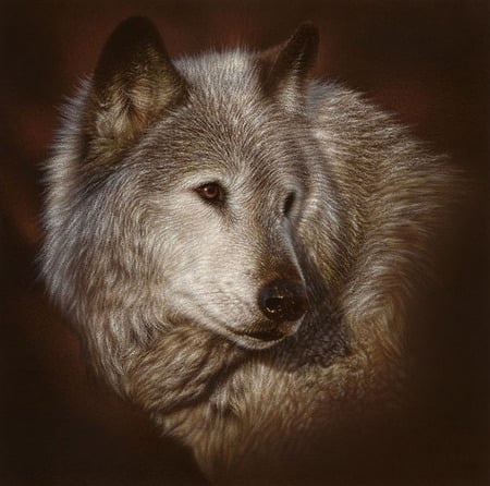 wolf look - kool, animals, wolves, hot