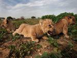 1 month old lion cubs