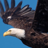 BALD EAGLE CLOSE UP