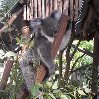 Lone Pine Sanctuary Brisbane Australia