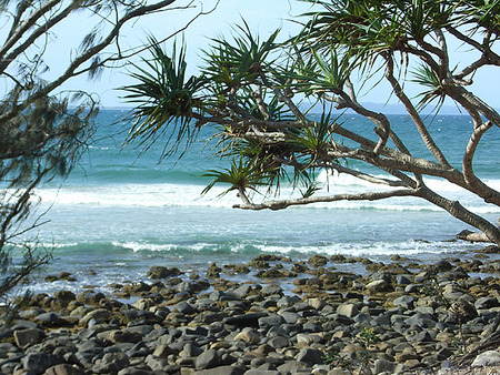 Noosa Australia - trees, blue, beach, ocean, rocks