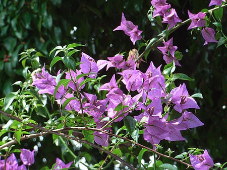 Wild purple - purple, flowers, green and purple, wild