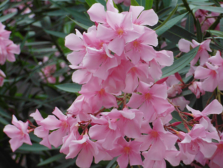 Pink and gentle - cluster, flower, wild growing, pink