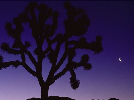 Joshua Tree, Early Dusk - desert, nature, joshua tree