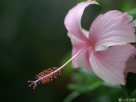 1209006541. jpg - flower, pink, nature, bloom