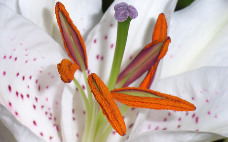 Inside A Lily - nature, flowers, lily