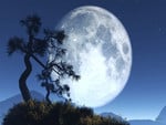 Tree Moon