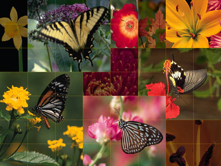 Butterflies - butterfly, flowers, wings