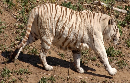 WHITE TIGER  - pink nose, bengal tiger, creamy white furr, blue eyes