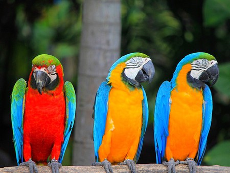 Colors Of Nature - beautiful birds, cool, colors of nature