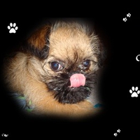 Brussels Griffon 