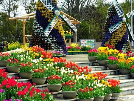 flowers windmill - flowers, nature