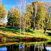 Birch Trees, Vermont