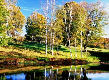 Birch Trees, Vermont - nice, autumn, trees, water, lakes, amazing, yellow, cool, birch, orange, green, lagoon, rivers, chards, landscapes, trunks, forests, nature, red, blue, beautiful, vermont, colors, awesome