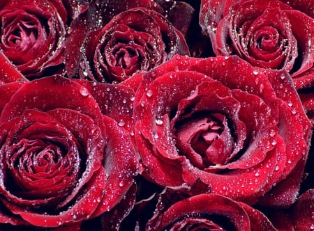 Rose Dew - nice, roses, water, dew, blosson, amazing, cool, romance, colombian, drops, colombianas, love, nature, beautiful, red, lovingly, flowers, awesome