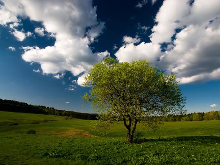 Curves wallpaper - tree, clouds, grassa