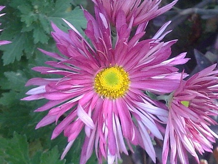 flower - nature, flowers