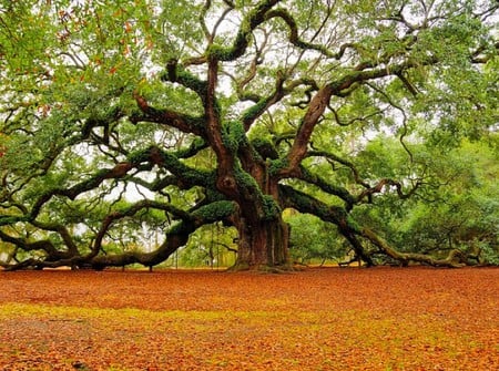 The Great Angels - the-great-angels, old tree, cool