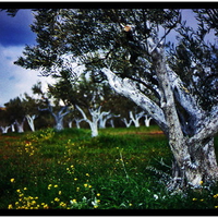 Olive trees