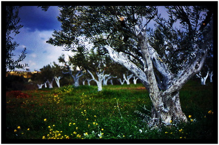 Olive trees - field, olives, trees, clouds