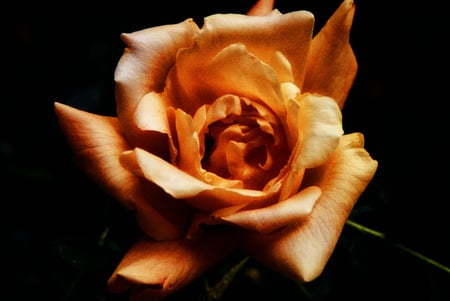 Too many roses - black, another, yellow, rose, backround