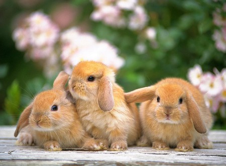 Brown Rabbits - rabbits, brown, beautiful