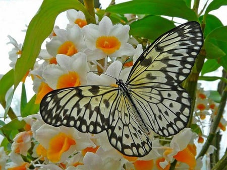 Buterfly - buterfly, beauty of nature