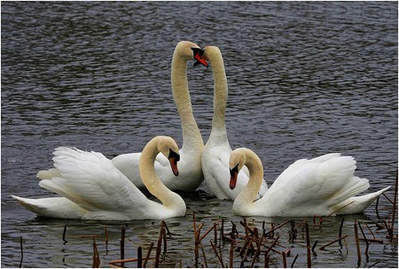 Swans - swans, beautiful picture