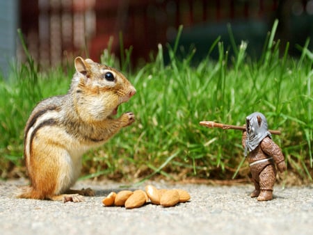 eating food - fight, man, toy, food, squirrels, little