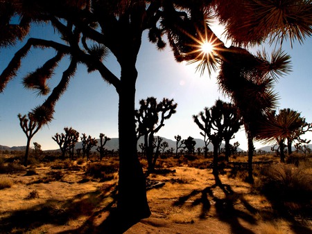 desert trees - sky, tree, desert, sun