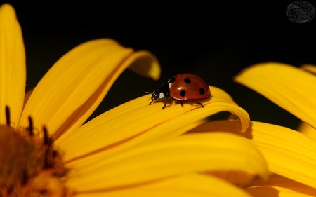 ladybug - ladybug, yellow, flower, red