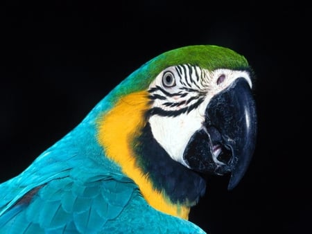 Who You Callin Pretty . . . . - birds, yellow, black, colorful, white, nature, green, teal, animals