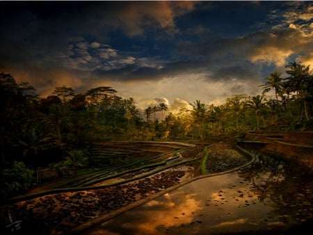 COUNTRY LAND - trees, lovely sky, palm, fresh air, swamp, calm environment, muddy road