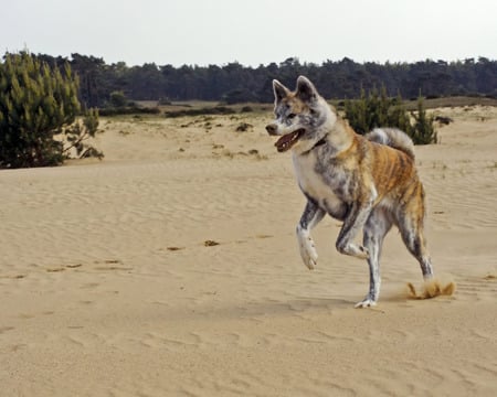 Akita Inu - puppy, animals, dog, funny, cute