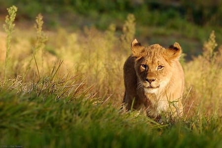 LION CUB - wandering, lion, cub