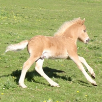 Cute Horse