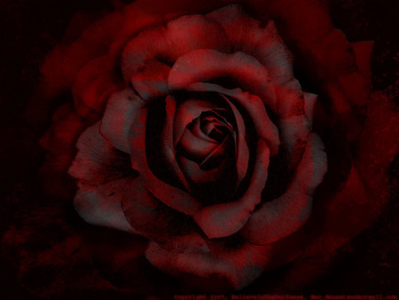 rosewallpaper. jpg - rose, ruffly, smell, red