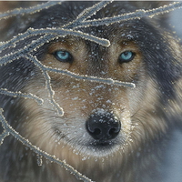blue ice wolf