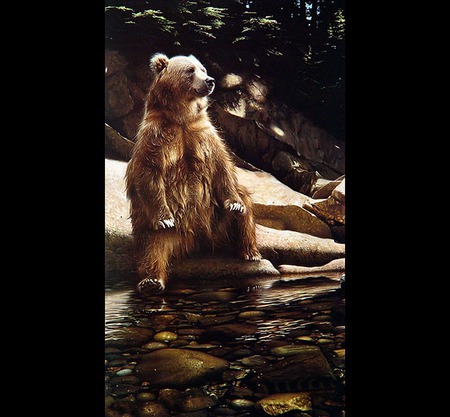 cooling off - kool, hot, animals, bear